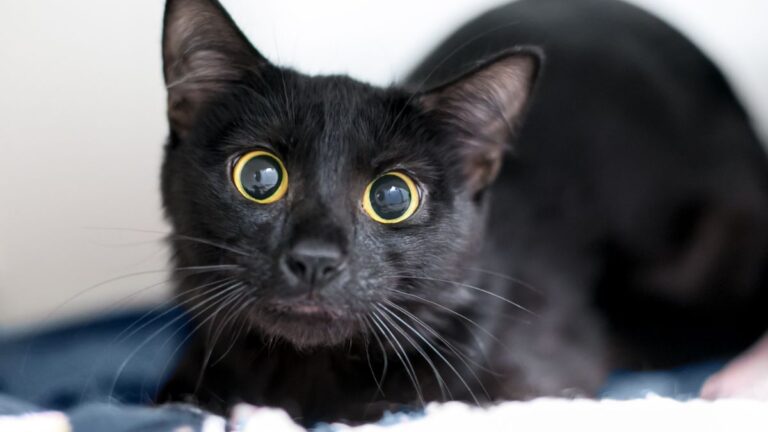 chat-grossesse-nerveuse
