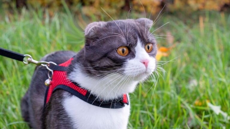 chat-harnais