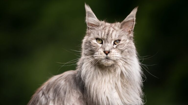 chat-hemobartonellose