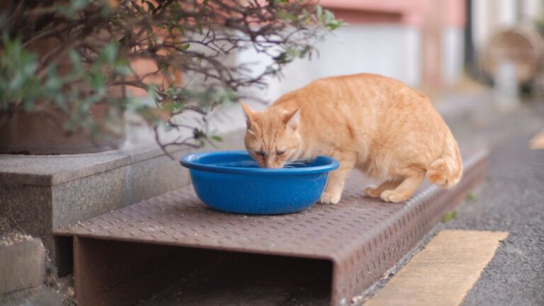 chat-hydratation