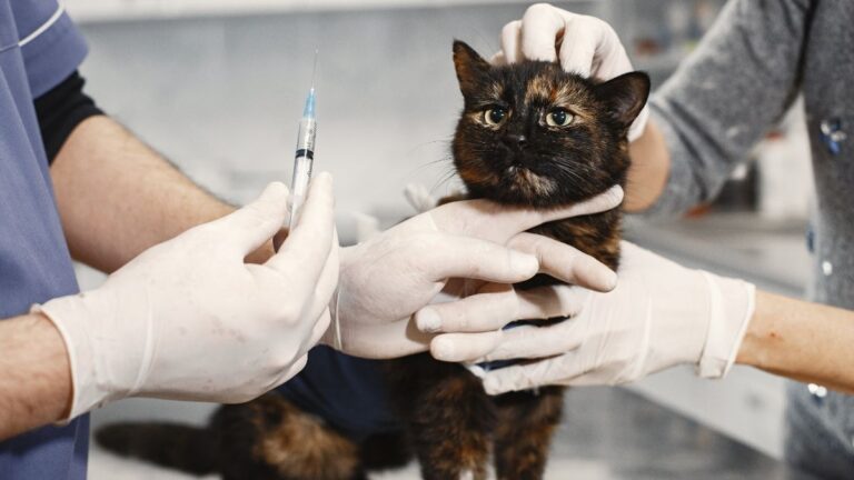 chat-hyperthyroide