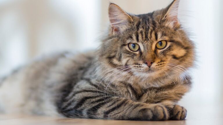 chat-incontinence
