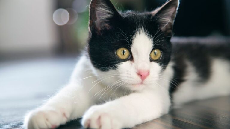 chat-isabelle
