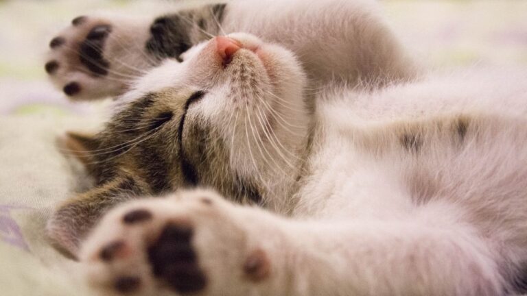 chat-language-corporel
