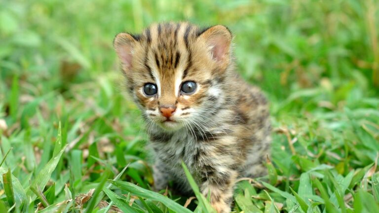 chat-leopard