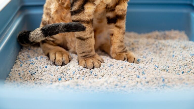 chat-litiere