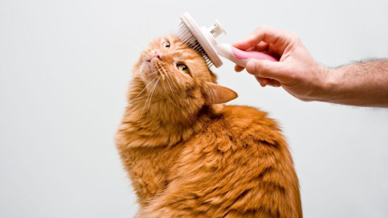 chat-maladie-endoctrinienne