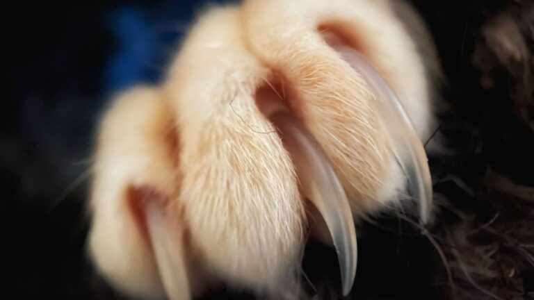 chat-maladie-griffes