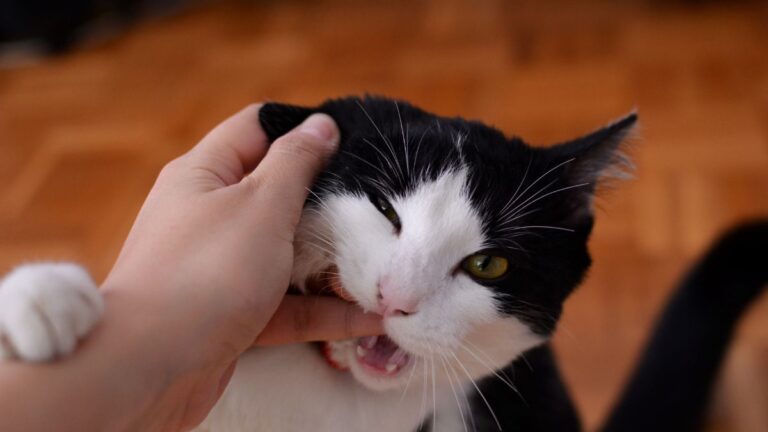 chat-mord