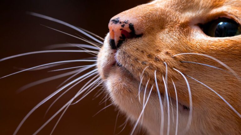chat-moustache