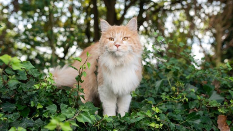 chat-nature