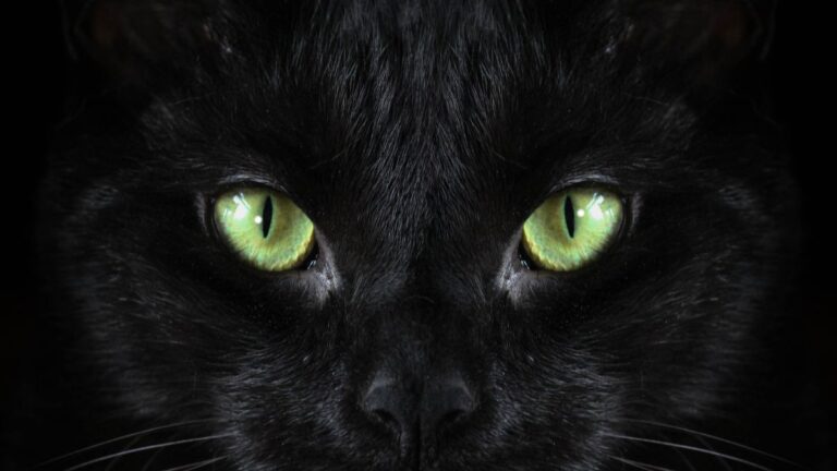 chat-noir