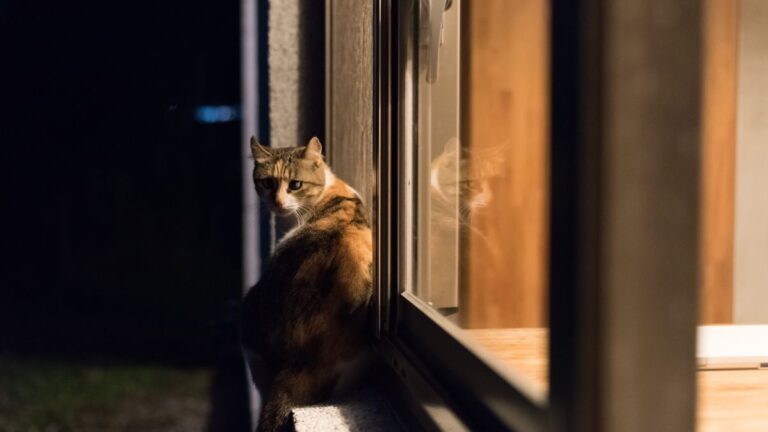 chat-nuit