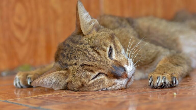 chat-osteofibrose