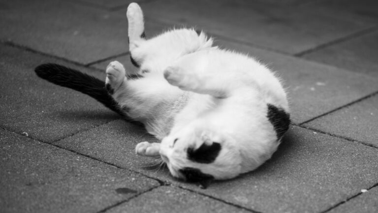 chat-par-terre