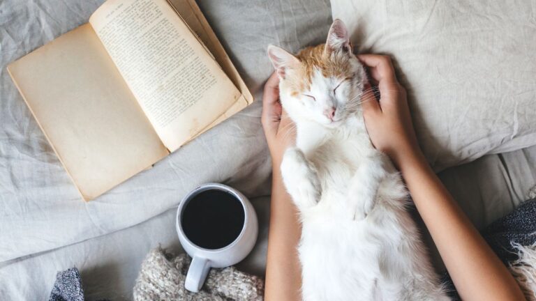 chat-partager-lit
