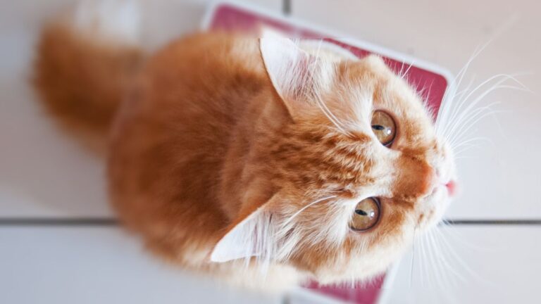 chat-perte-poids