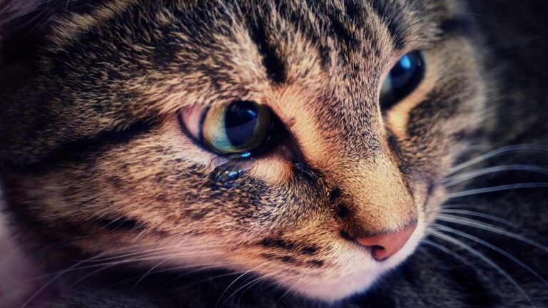 chat-pleure