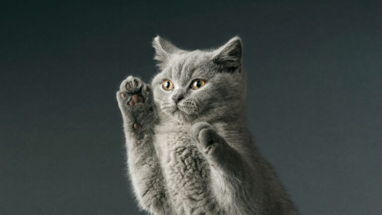 chat-poils-courts