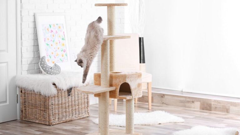 chat-race
