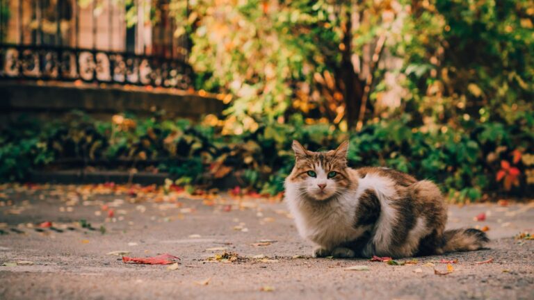 chat-renard