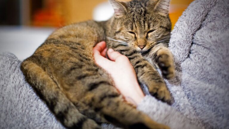 chat-ronronnement