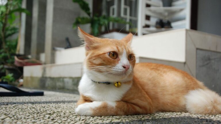 chat-sens-ouie