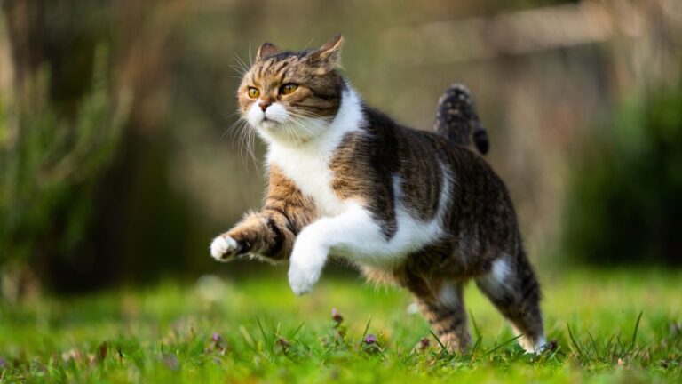 chat-sprint