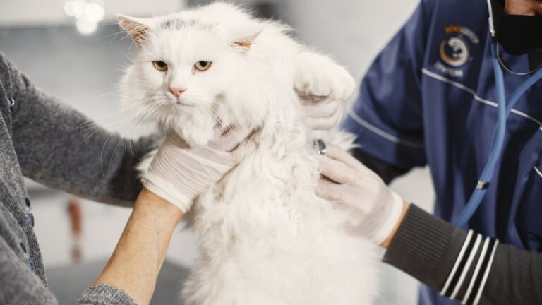 chat-syndrome-urologique