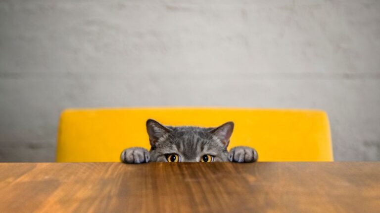 chat-table