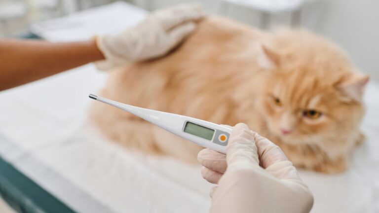 chat-temperature
