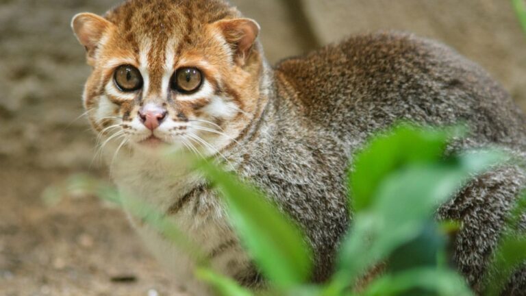 chat-tete-plate