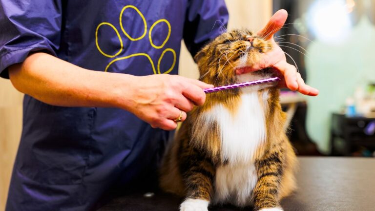 chat-toiletteur