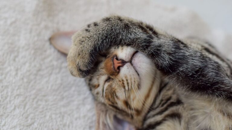 chat-toucher