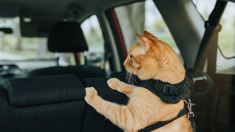 chat-transport