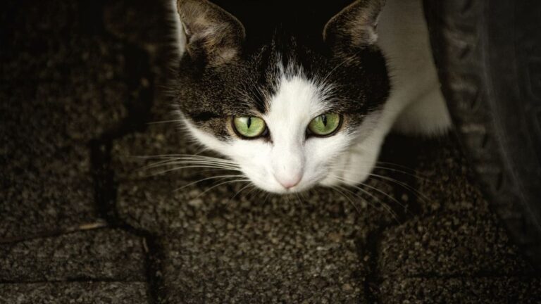 chat-trembler