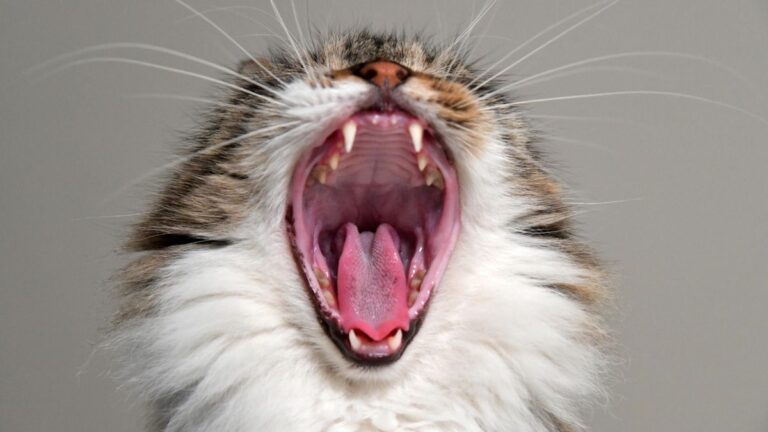 chat-trouble-digestif