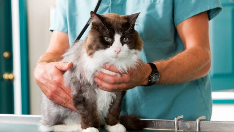 chat-tuberculose