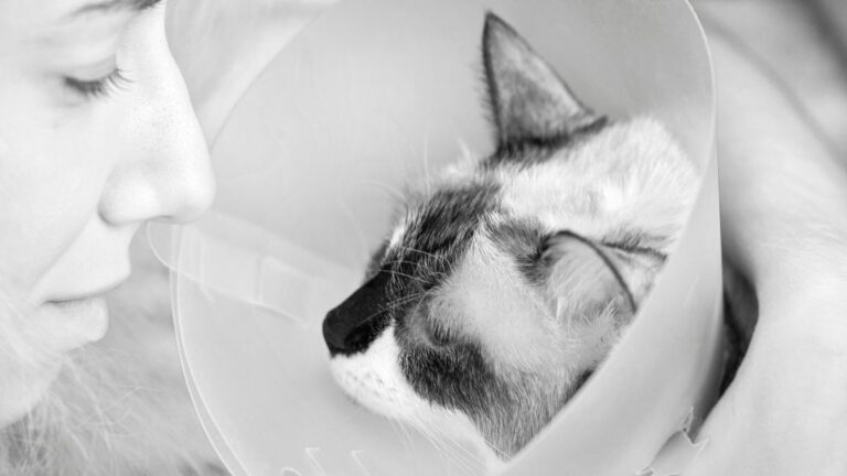 chat-tumeur