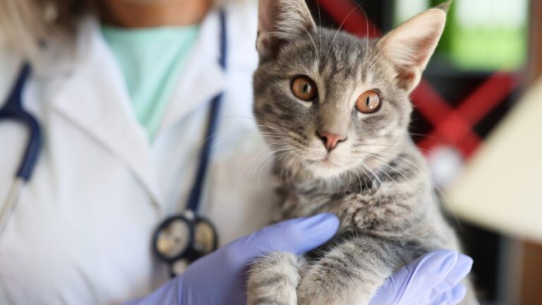 chat-veterinaire-depenses