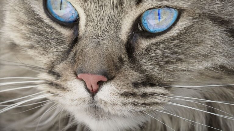 chat-visuel