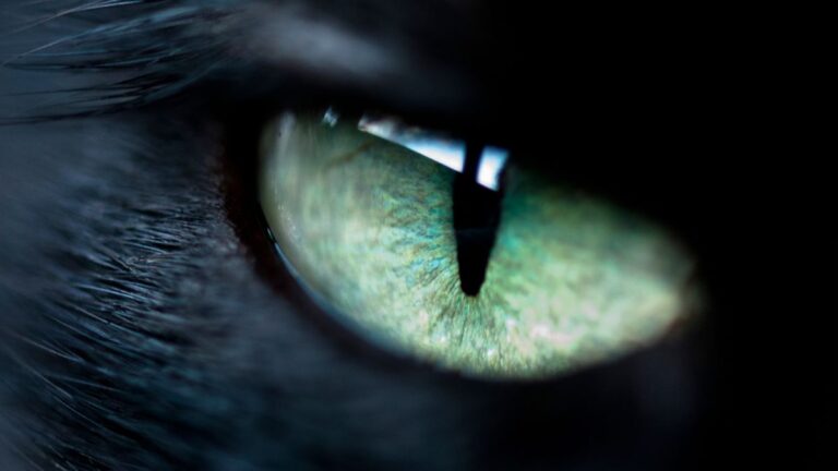 chat-visuel