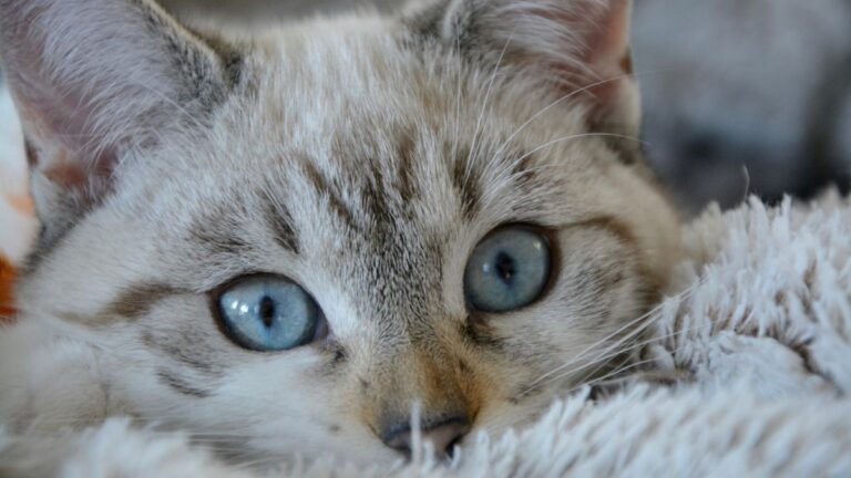 chat-yeux-bleus