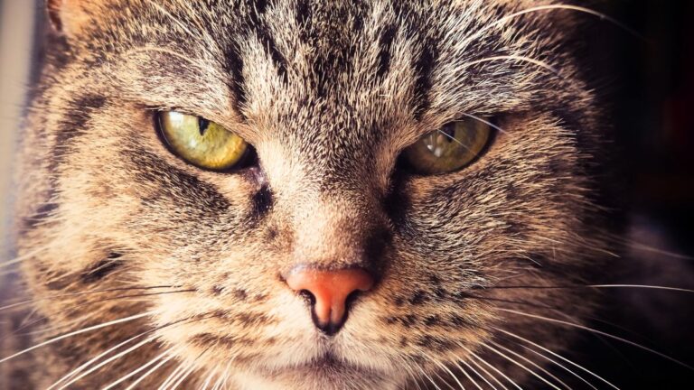 chat-yeux-verts
