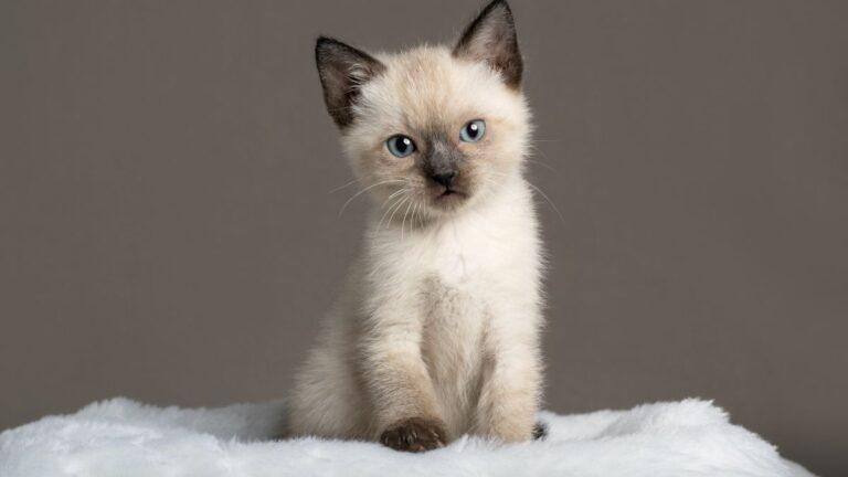 chaton-accueillir