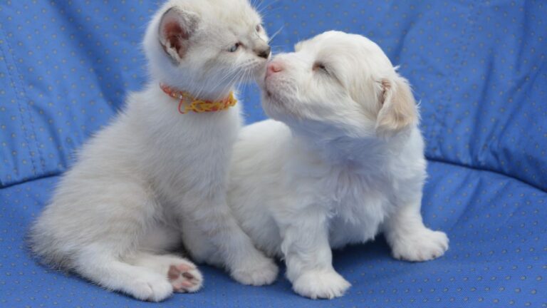 chaton-chiot