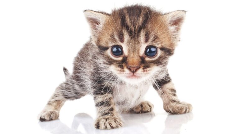 chaton-energique