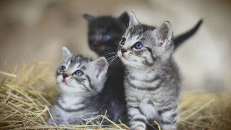 chaton-environnement