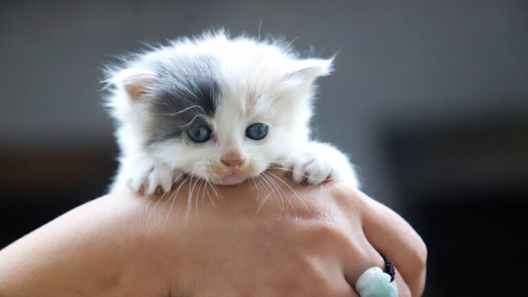 chaton-gele-sauvetage