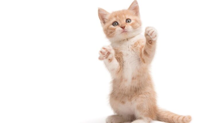 chaton-ideal